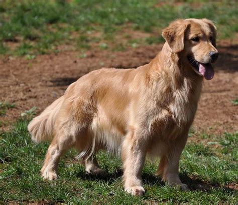 They are considered to be a large to giant sized breed of dog. . Oregon golden retriever breeders
